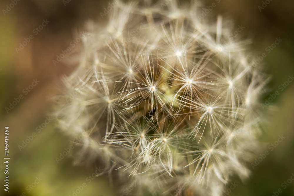 Obraz premium Close-up view of a dandelion flower in a green meadow.