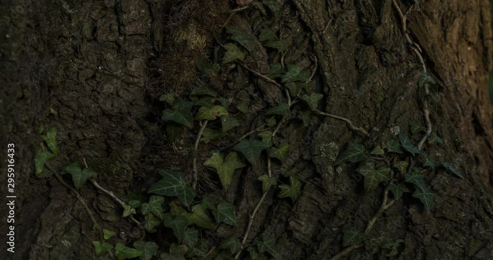 Timelapse video documenting the sun and light movement over a patch of ivy leaves on a tree bark during the sunset, 4k, 4096p, 25fps Timelapse video documenting the sun and light movement over a patch of ivy leaves on a tree bark during the sunset, 4k, 4096p, 25fps
