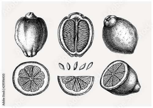Vintage Ink hand drawn citrus fruits collection. Vector illustration of highly detailed lemons - citrus fruits sketches. Perfect for packing, greeting cards, invitations, prints etc