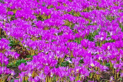 Meadow with purple colchicum autumnale or autumn crocus.  Autumn flowers on a sunny day close up.