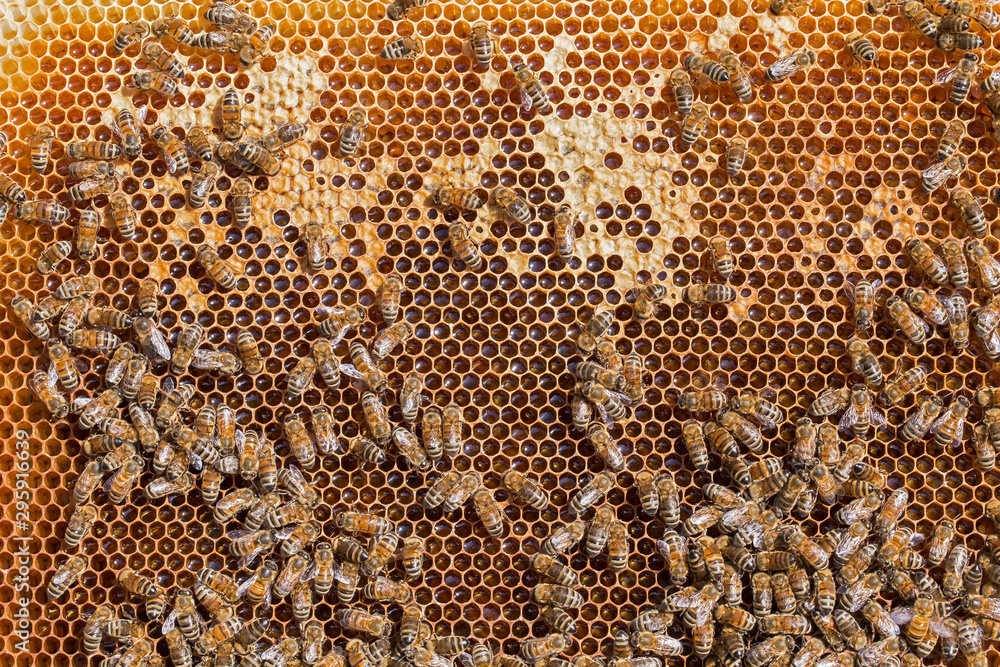 Bees working on honey comb filled with honey. closeup of bees on honeycomb in apiary. Bees on honey comb filled with honey, closeup. Close up view of the working bees on honeycells. Bees working on honey comb filled with honey. closeup of bees on honeycomb in apiary. Bees on honey comb filled with honey, closeup. Close up view of the working bees on honeycells.