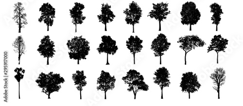 collections black tree isolated. siluate tree isolated on white background. photo
