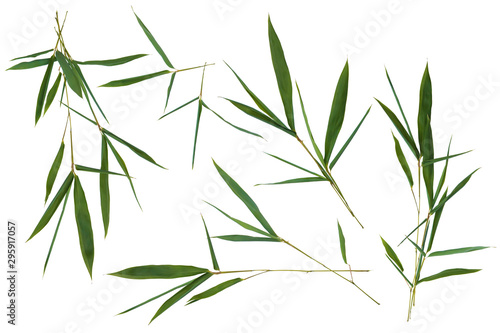 Fototapeta Naklejka Na Ścianę i Meble -  Bright fresh green bamboo leaves set on white background