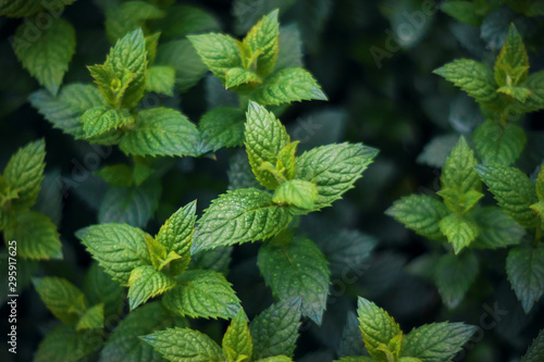 Bright fresh fragrant mint is actively growing, and its leaves are strewn with small drops of dew.