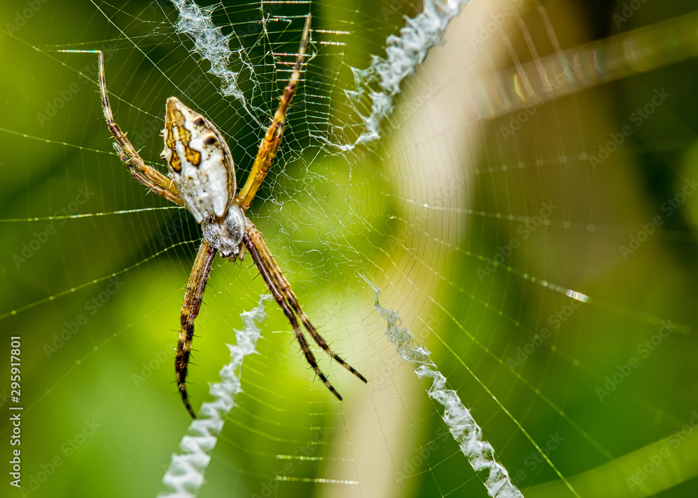 Silver spider on the web close up - Argiope argentata in the web macro photo Silver spider on the web close up - Argiope argentata in the web macro photo