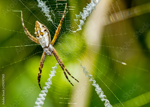 Silver spider on the web close up - Argiope argentata in the web macro photo