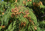 Mature cones thuja occidentalis (Thuja occidentalis L.)