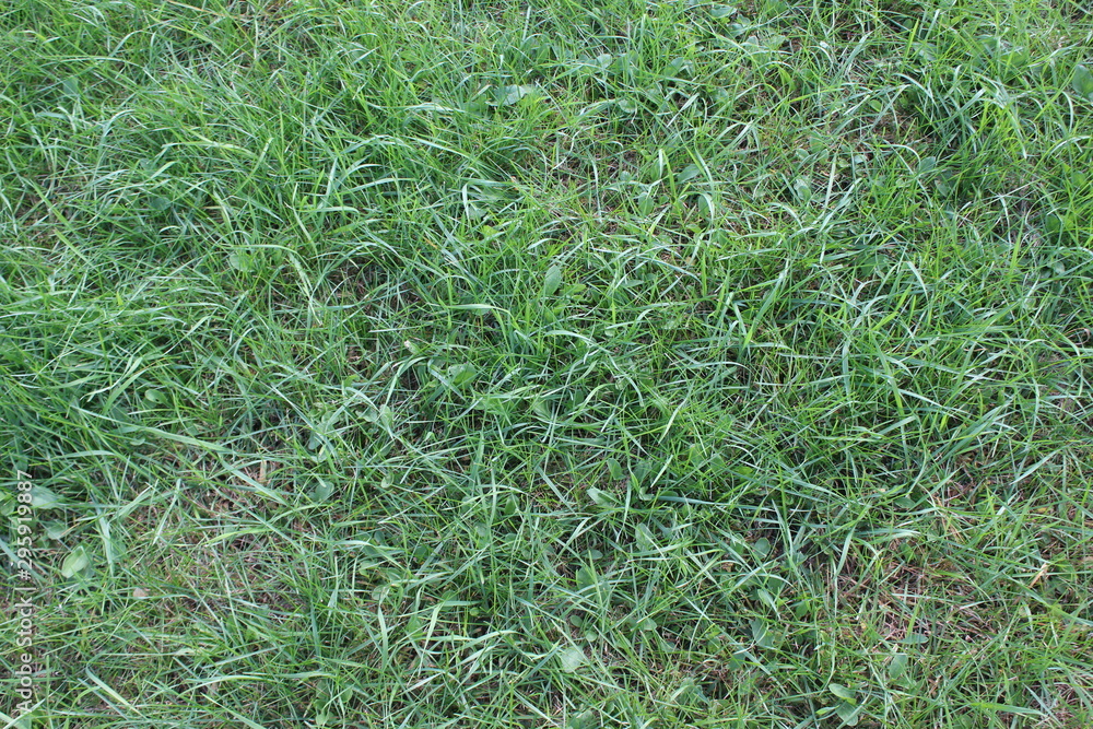 green grass in the field green grass in the field
