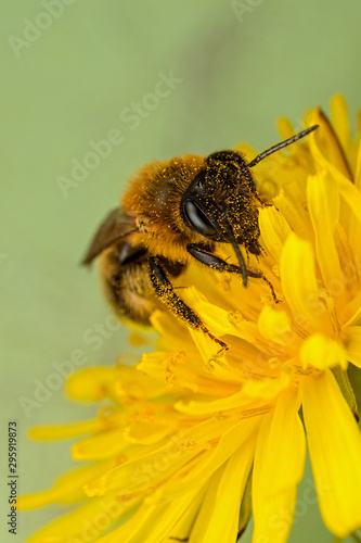 Bee on a Dandelion Flower