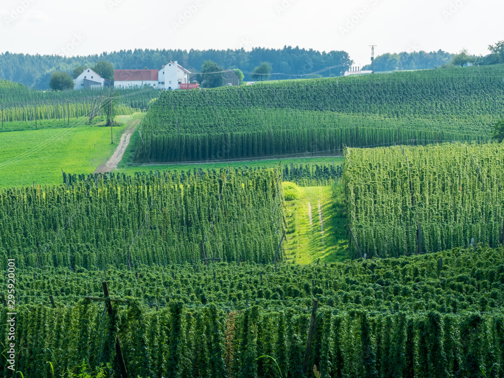 Bavarian Pfaffenhofen City Hops landscape before harvesting