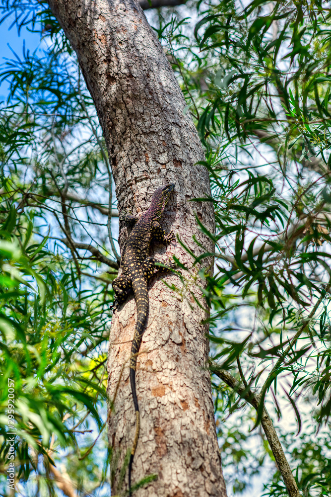 Portrait of a giant lizard climbing on the tree