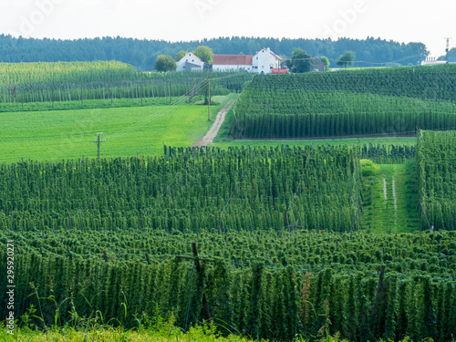 Bavarian Pfaffenhofen City Hops landscape before harvesting