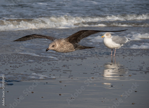 Seagull in the air and in the water and on the beach.