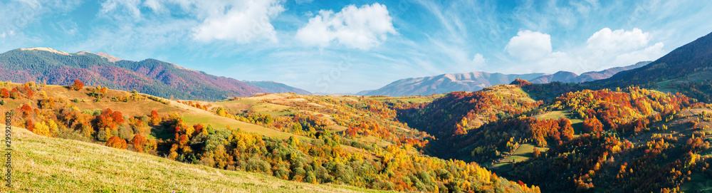 mountain countryside on a sunny autumn evening. gorgeous afternoon weather with fluffy clouds on the sky. panorama with forested hills rolling in to the distant ridge. trees in fall foliage. - obrazy, fototapety, plakaty 