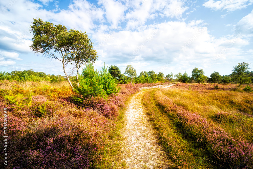 Naklejka premium Path across the heath