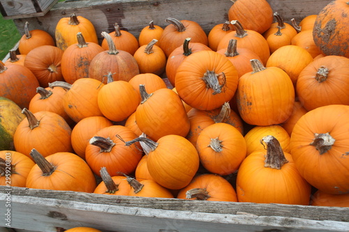pumpkins for sale at farmers market