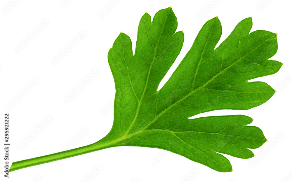 Leaves of fresh parsley isolated on white background. macro Leaves of fresh parsley isolated on white background. macro
