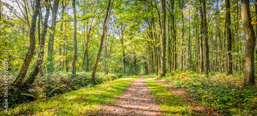 Fotografiet Natural landscape of belgian forest with deciduous trees and a hiking trail on a beautiful day in the beginning of the autumn