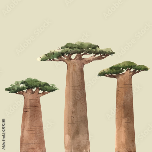 Watercolor vector baobab adansonia african tree illustrations