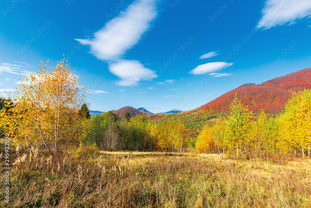 beautiful landscape in fall season. birch trees in golden foliage. mountain in autumn colors. two peaks in the distance. sunny weather with fluffy clouds on the blue sky