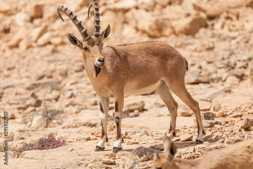 Nice view of Nubian ibex goat