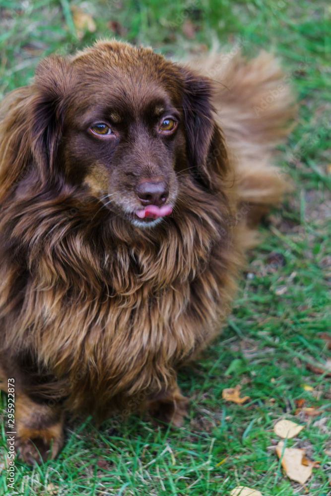 An affectionate dog with brown long hair carefully looks into the owner's eyes. An affectionate dog with brown long hair carefully looks into the owner's eyes.