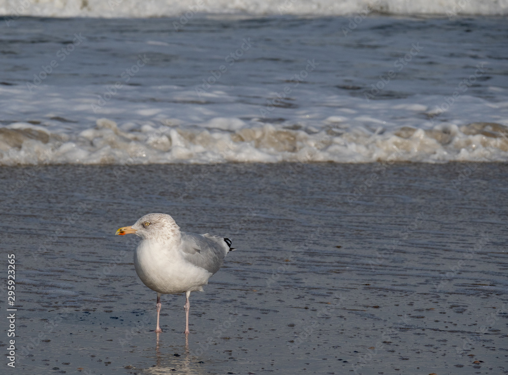Seagull in the air and in the water and on the beach. Seagull in the air and in the water and on the beach.