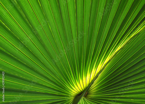 Vibrant green plant background