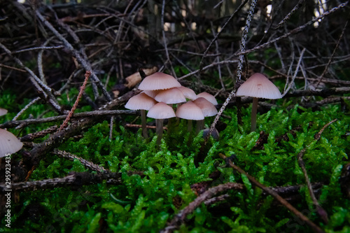 Wild European mushrooms Mycena metata photo