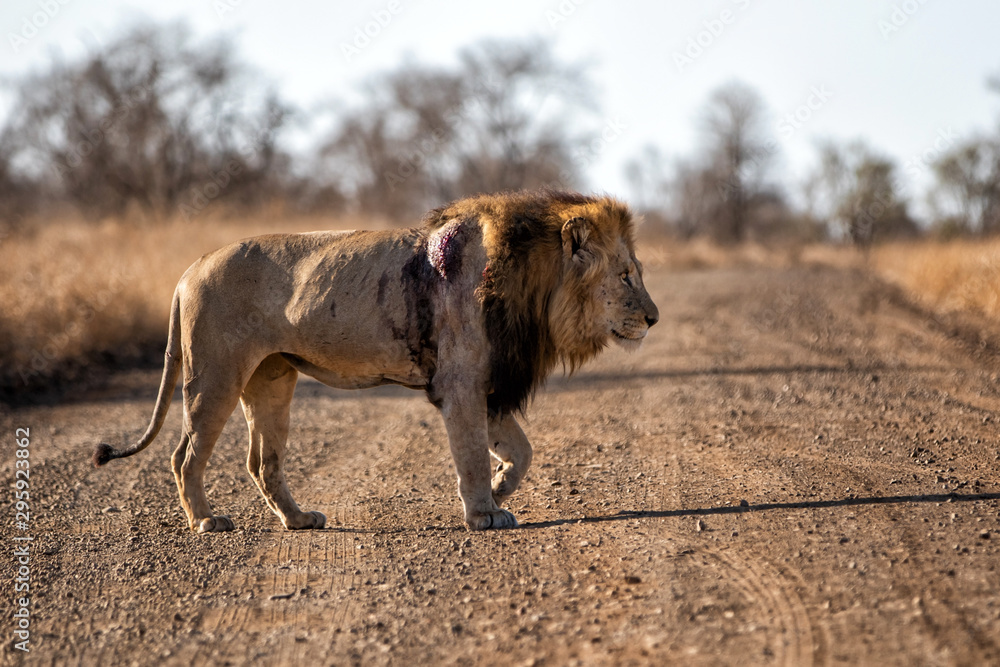 Obraz premium Lion - dominant male wounded after a fight in Kruger National Park in South Africa