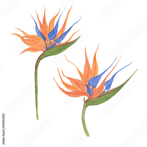 Watercolor painting set with bird of paradise flowers isolated on white. Design elements. © ramiia