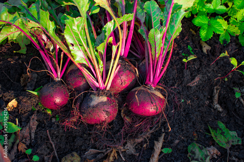 red  beet in the vegetable garden, nature background