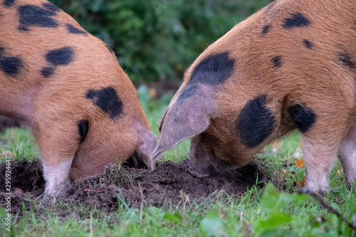 Oxford Sandy and Black pigs in the New Forest, Hampshire UK. During the traditional pannage season in autumn, pigs are released into the forest to eat acorns which are poisonous to other animals. photo