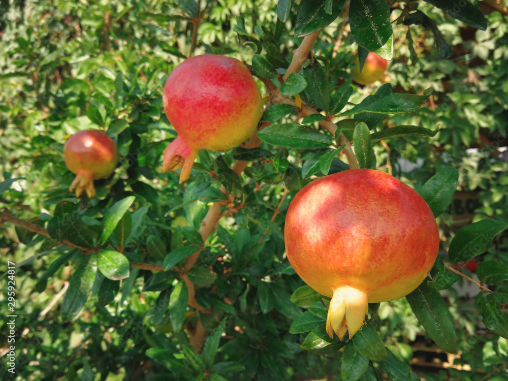 ripening pomegranate grows on a branch ripening pomegranate grows on a branch