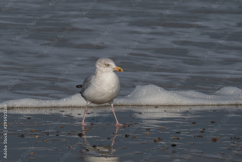 Seagull in the air and in the water and on the beach. Seagull in the air and in the water and on the beach.