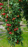 Branch with red apples in the garden.