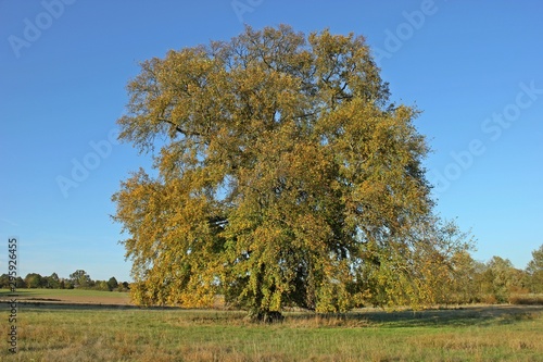 120 Jahre alte Flatterulme (Ulmus laevis) im Herbst