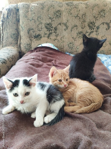 kittens. three kittens of different colors. black red and white