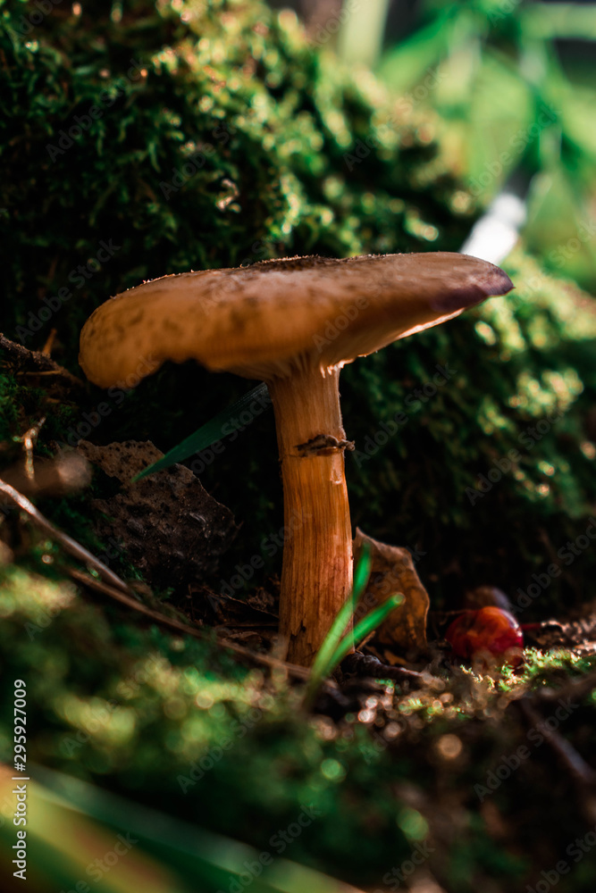 macro photo of forest mushrooms in the grass on a sunny day macro photo of forest mushrooms in the grass on a sunny day