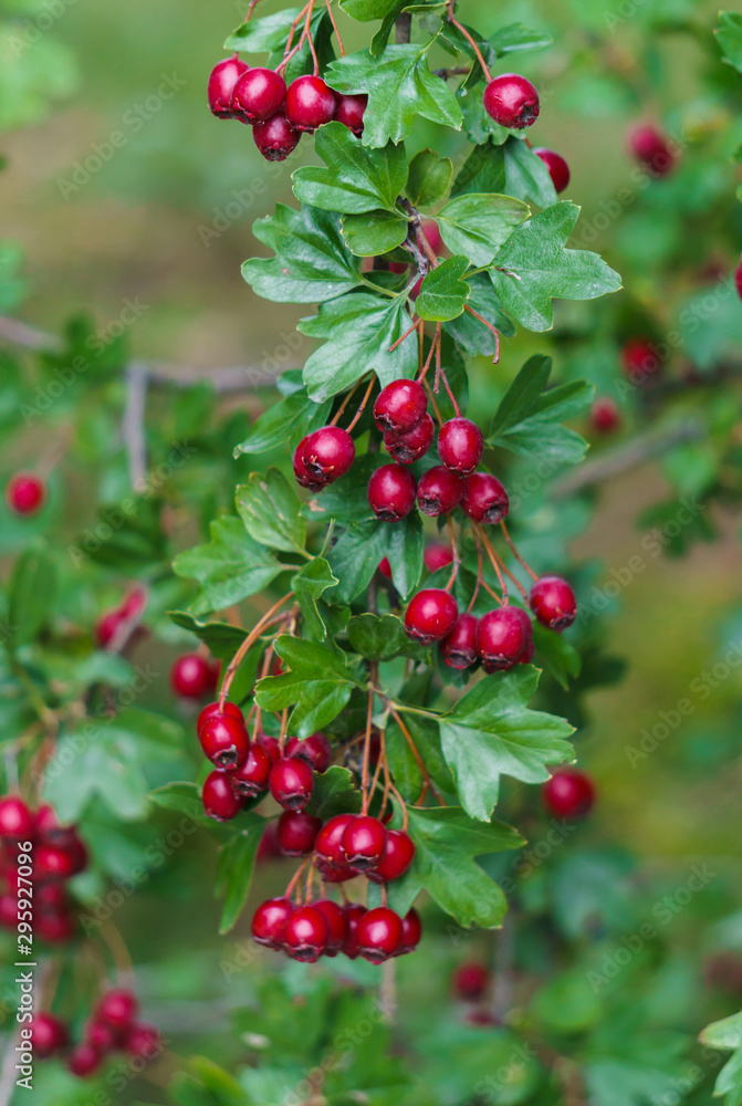 Green branches of hawthorn strewn with red berries. Green branches of hawthorn strewn with red berries.