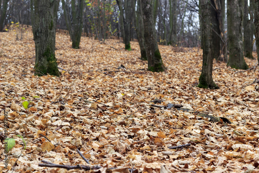forest is covered with fallen autumn leaves forest is covered with fallen autumn leaves