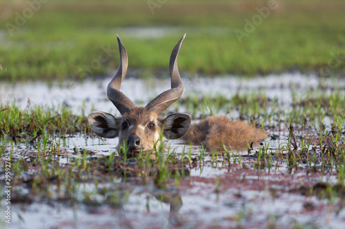 Male sitatunga antelope hiding in water photo