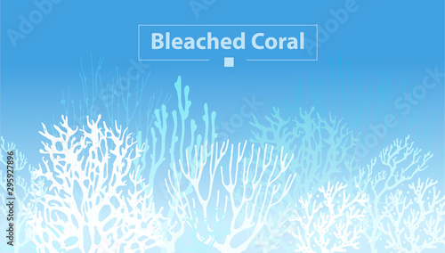 Coral Bleaching