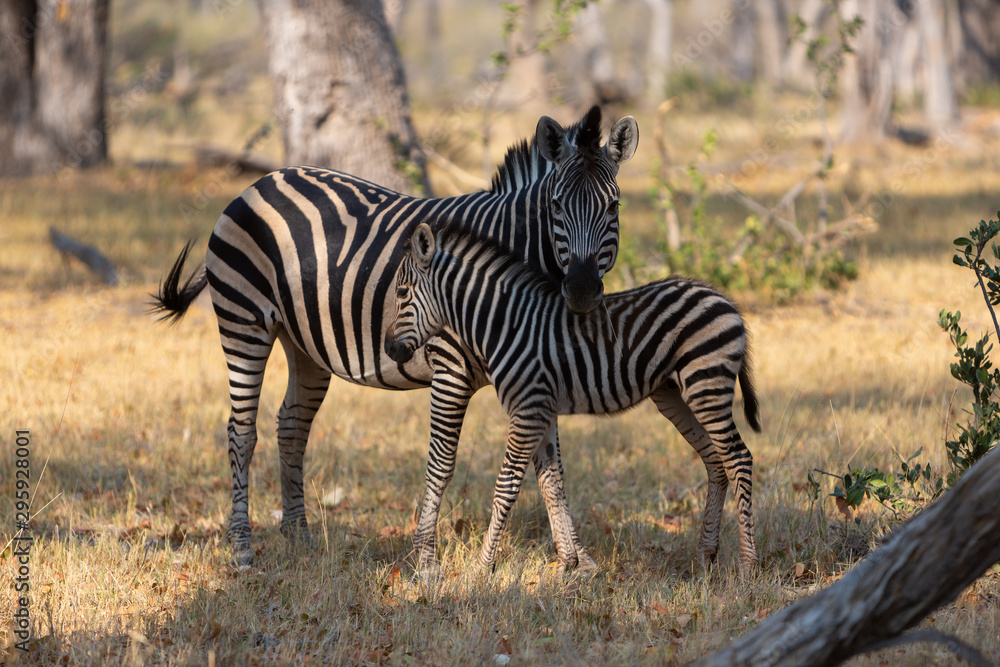 Zebra and Foal, Moremi game reserve, Botswana Zebra and Foal, Moremi game reserve, Botswana