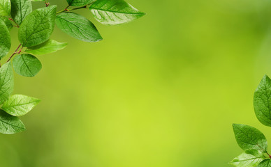 Corners with leaves on green background