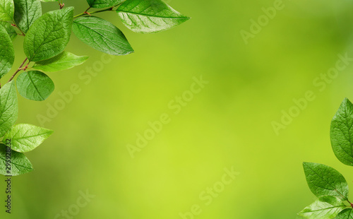 Corners with leaves on gree...