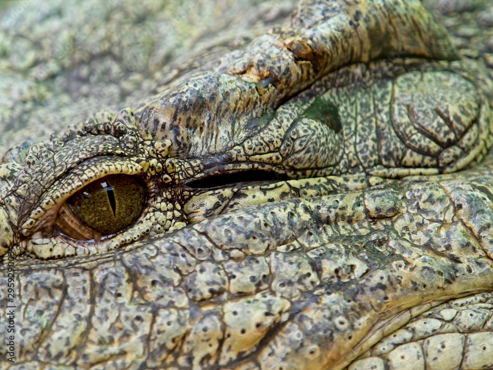 Obraz premium The eye of the nile crocodile