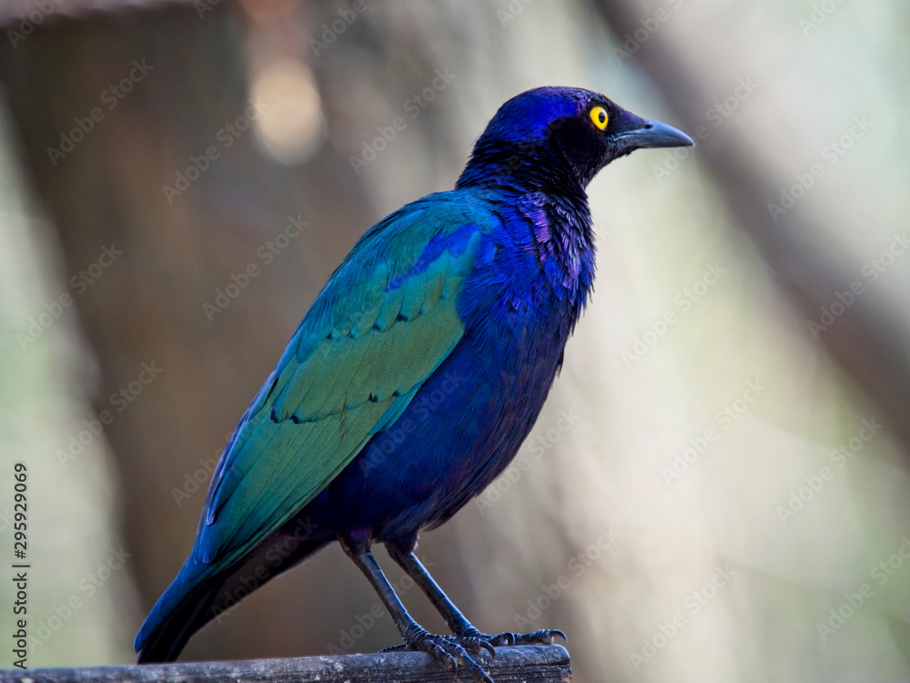 The purple starling standing on a tree branch The purple starling standing on a tree branch