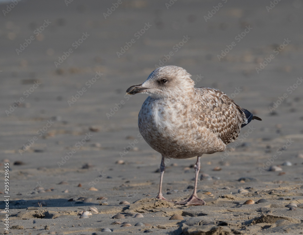 Seagull in the air and in the water and on the beach. Seagull in the air and in the water and on the beach.