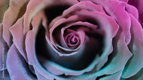Rose gefärbt mit bunten Farben